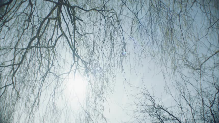 Wind blows through tree branches