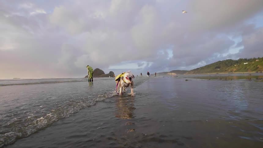 Dog shakes on a beach