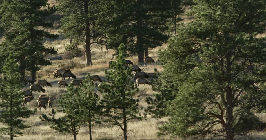 Elk cluster and graze in the forest