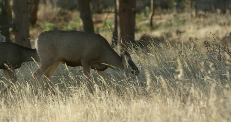 A deer is grazing quietly