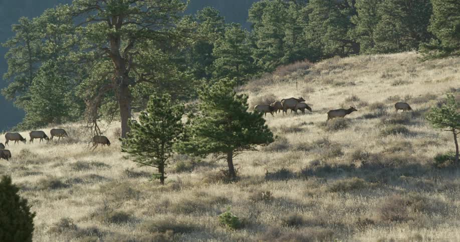 A herd of caribou are grazing in a field on a hillside in a forest