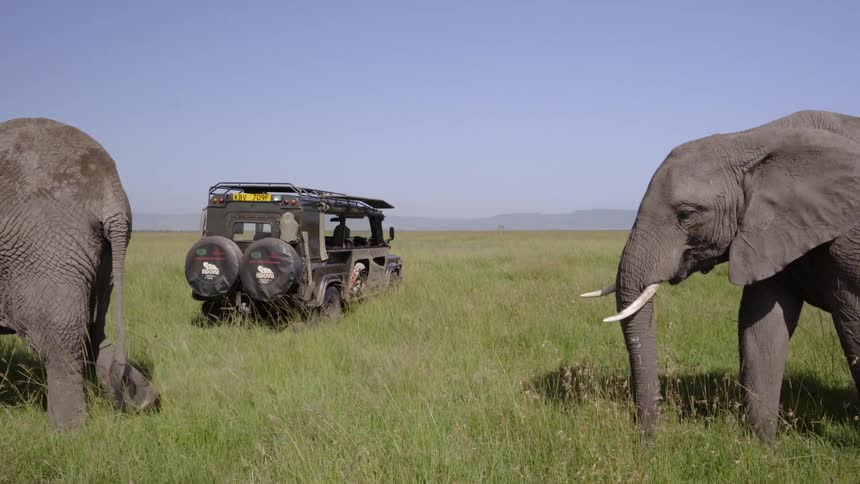 An elephant is walking behind a jeep