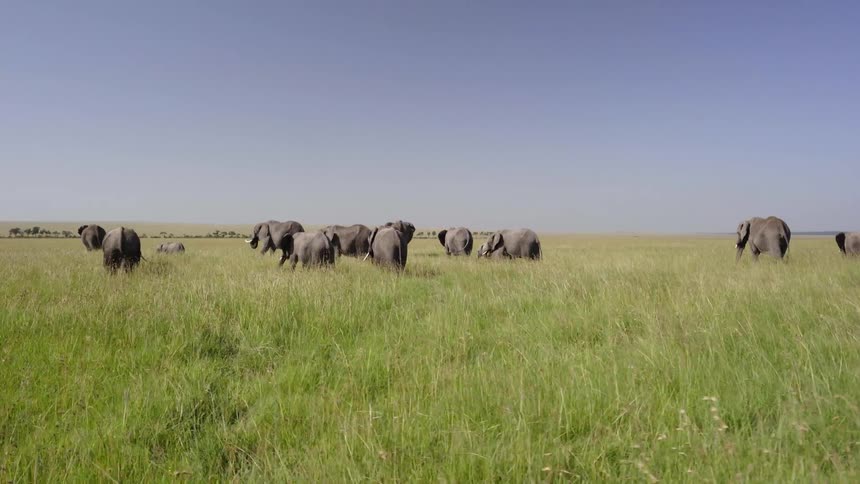 The elephants are walking together in the tall grass