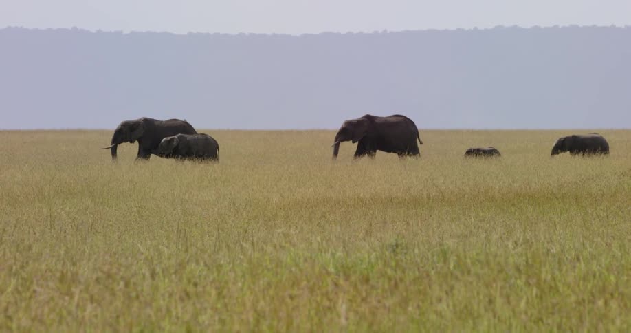 Elephants walk in a grassy field