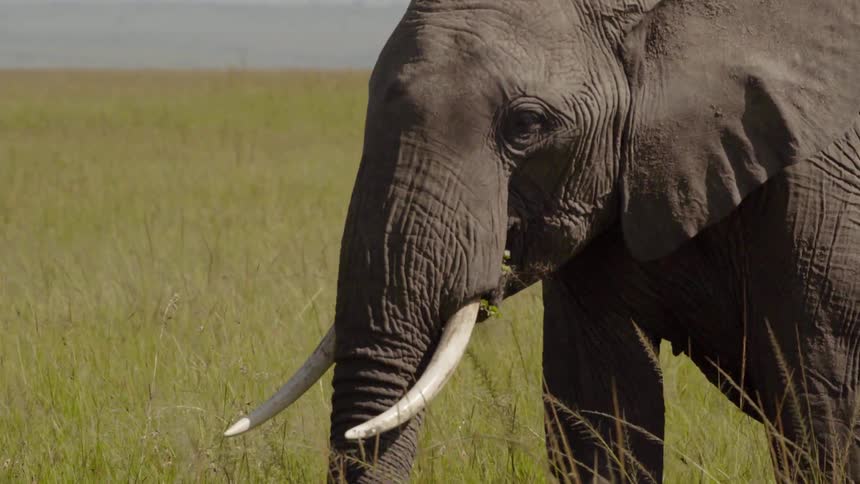 Two elephants walk in the tall grass