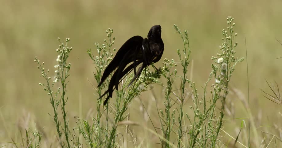 Jackson's widowbird is perched on some grass