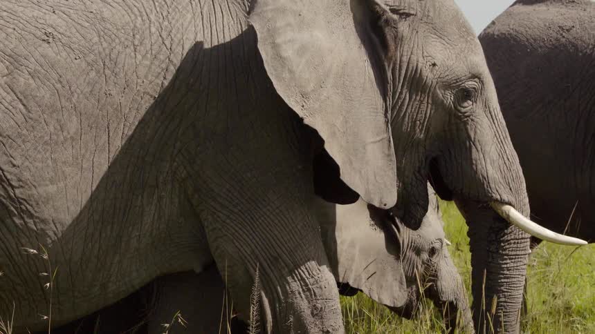 Elephants stand in grassy field