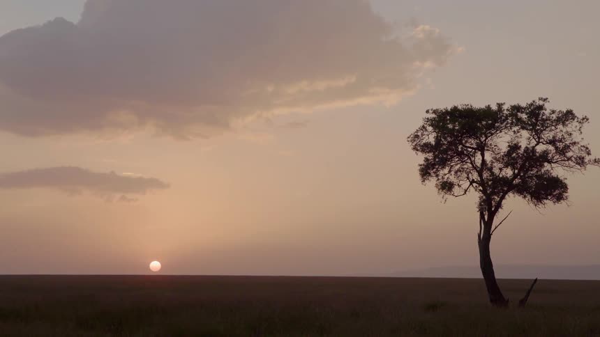 The sun is setting on an savanna