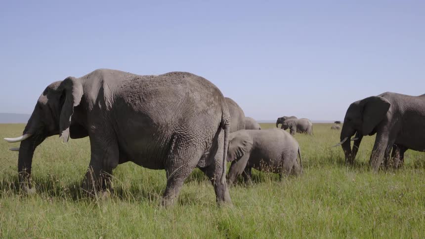 A herd of elephants is walking across the plains