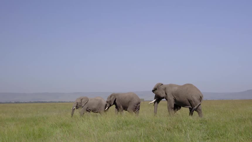 Elephants walk on the savannah