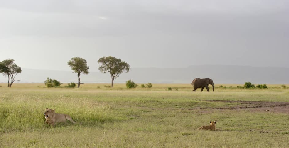 A lion and two cubs are laying in the grass and an elephant is walking by in the background