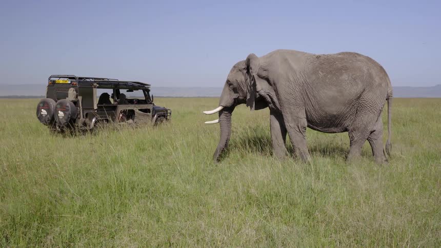 Elephant walks near a jeep