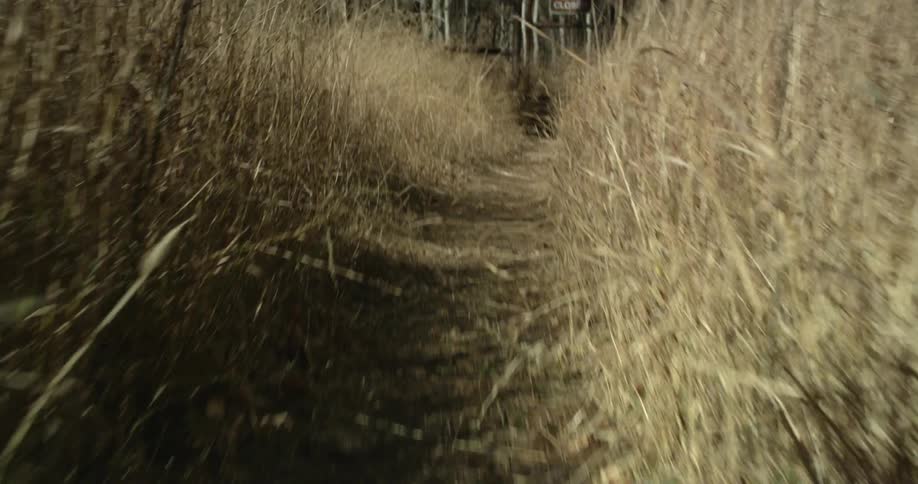 A person is running through a field of tall grass