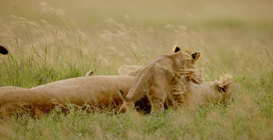 Lion cubs play and bite at lioness