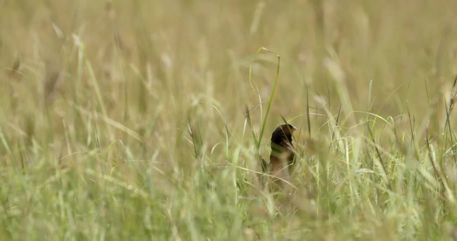 Jackson's widowbird perches on a grass stalk looking around during the day