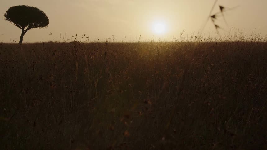 A tree stands in a grassy field at sunset