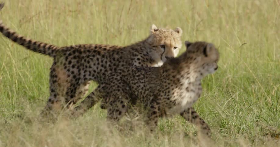 Cheetahs jumping on a tree