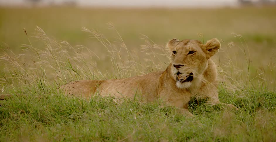Lioness rests in the grass
