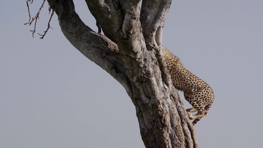 Cheetahs climbing up a tree on sunny day in africa
