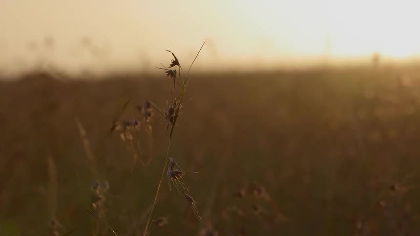 The sun sets over a grassy field