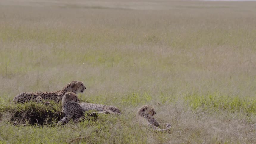 A group of cheetahs lay together in the grass