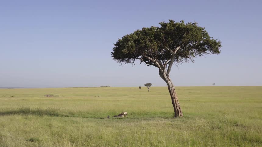 Cheetahs lying and then running in a grassy field next to a tree