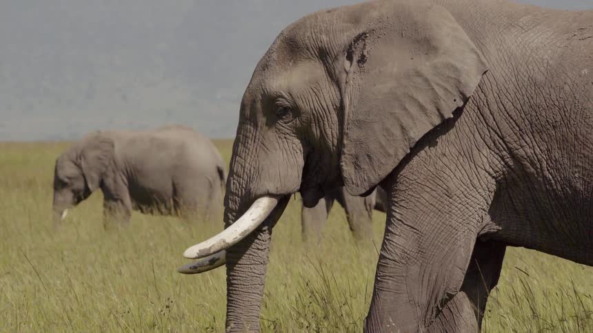 A couple of elephants are eating some grass