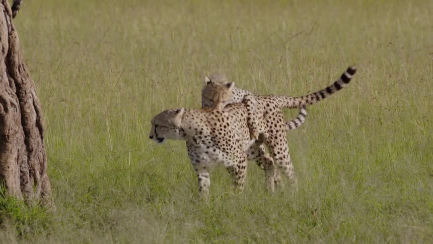 Cheetahs chase each other in grassy field