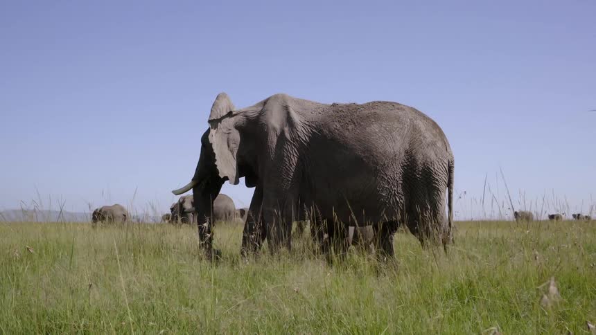 Elephants stand on the savannah