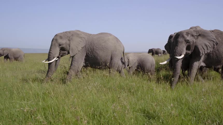 A herd of elephants are marching across the plains