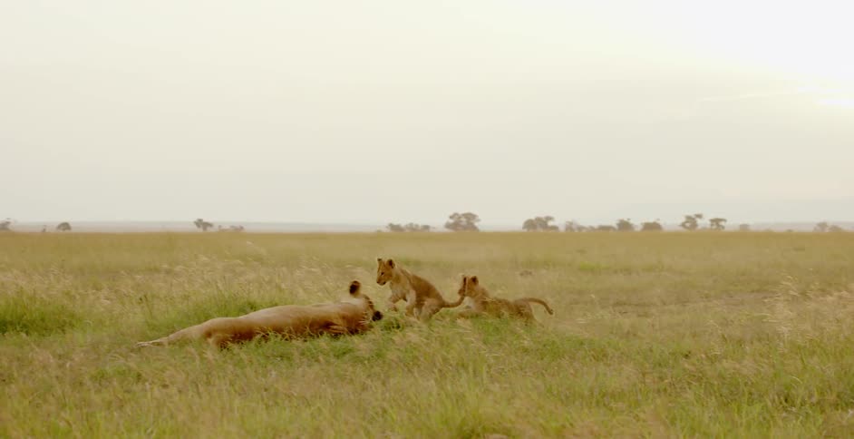 Lion cubs run up and tackle their resting mother during the day