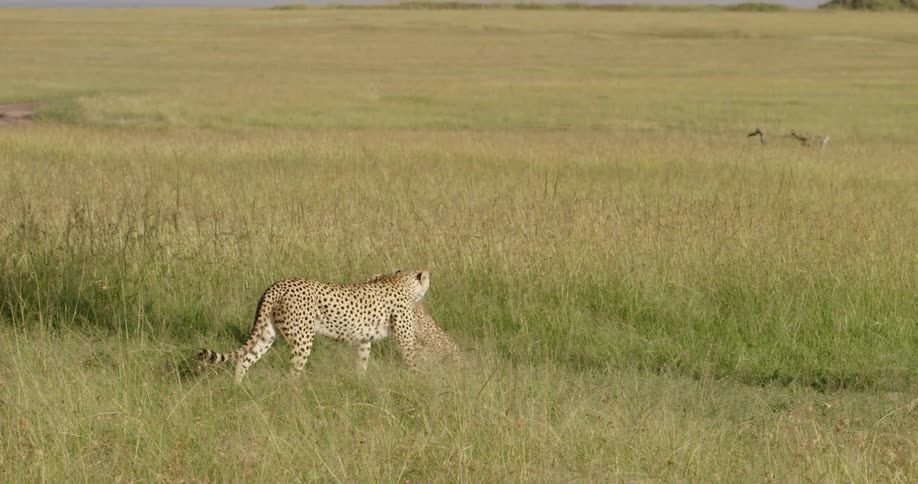 Cheetahs resting