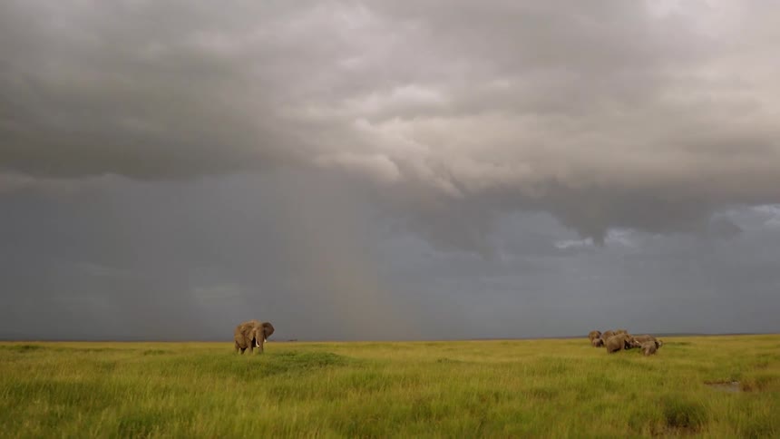 Elephants in a field on a cloudy day