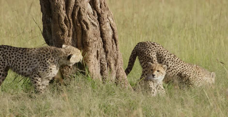 Cheetahs stand near a tree