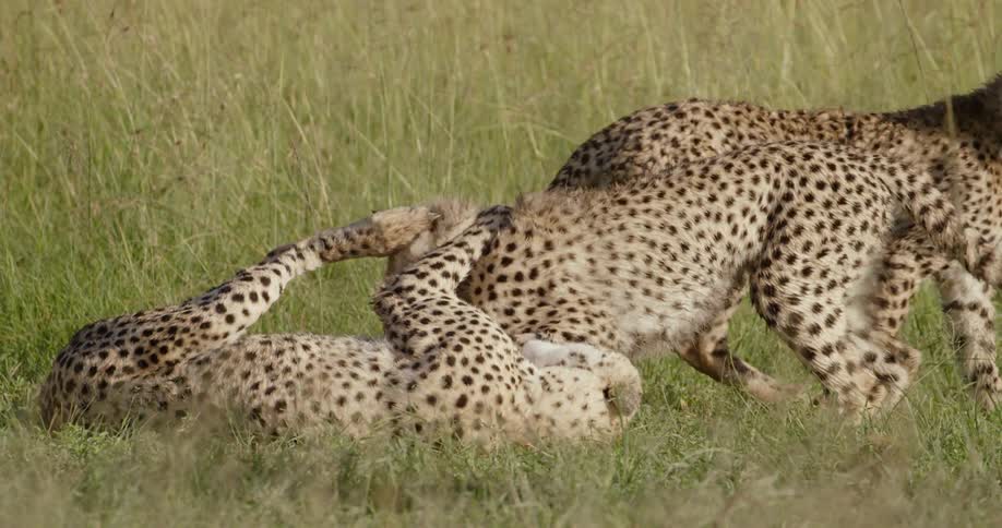 Cheetahs playing in a field