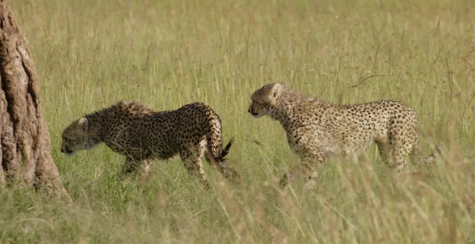 Cheetahs walk in a grassy field