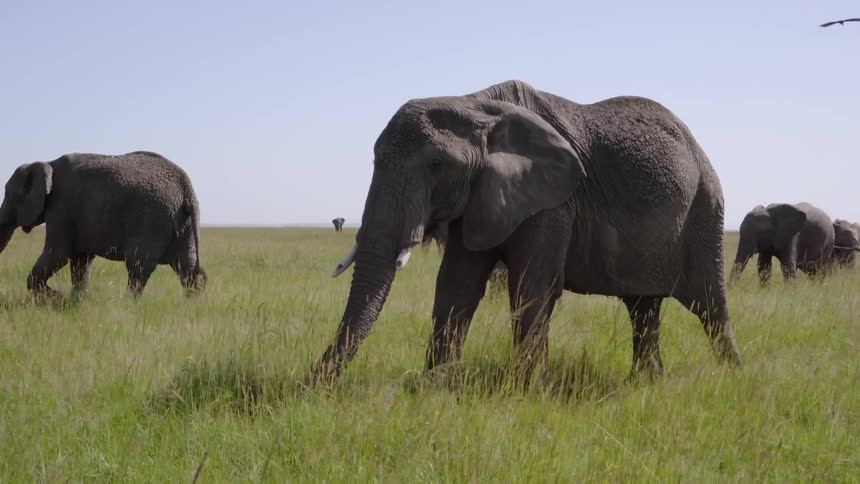 Elephants walk across the field together