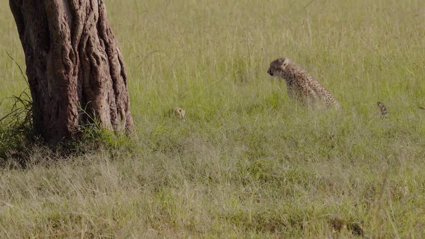 Two cheetah chase each other under a tree