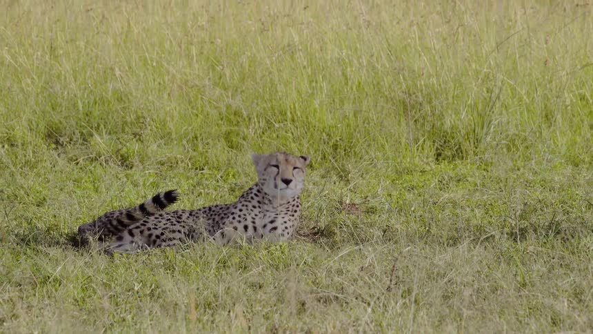 Cheetah rests in grass