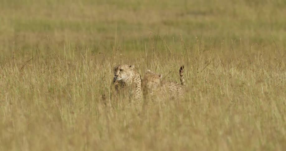 Cheetahs walk in grassy field