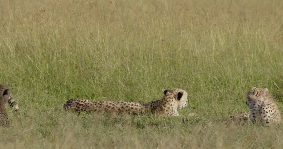 A cheetah lays down in the grass on a sunny day