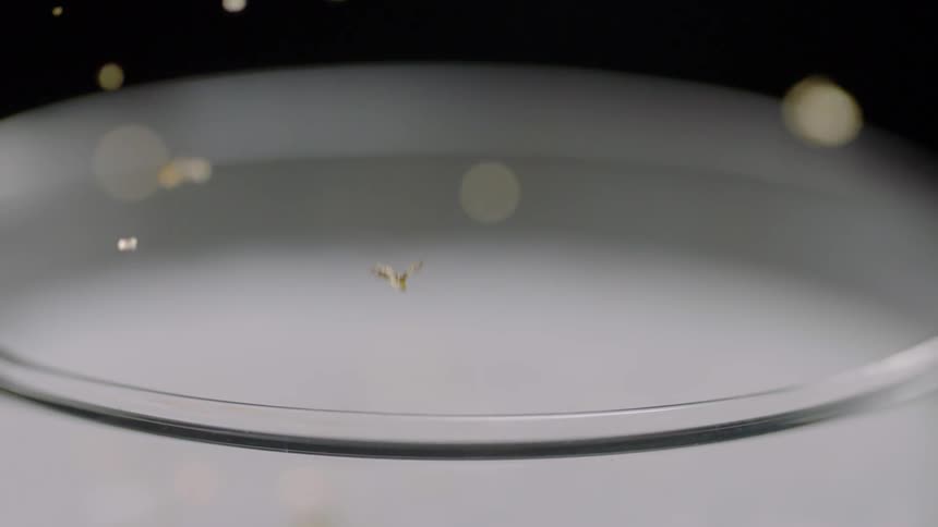 Small leaves are falling down past a white background