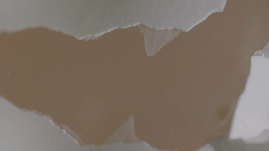 Egg shell breaks apart
