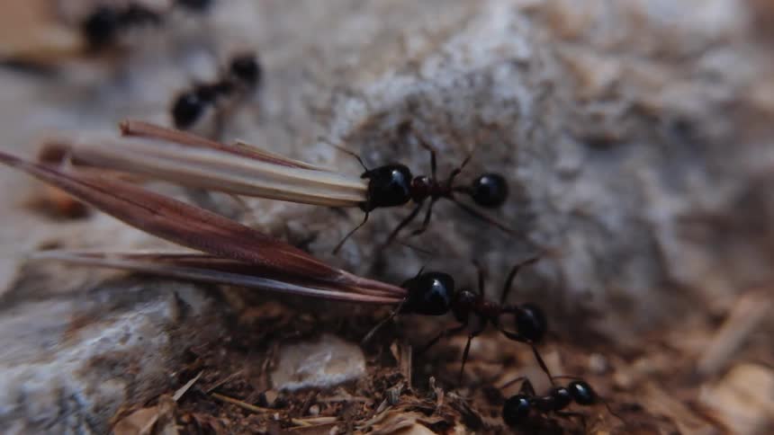 Ants are working carrying around branches