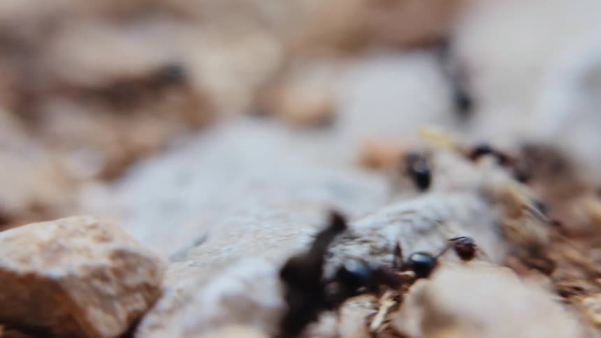 Ants crawl over rocky ground