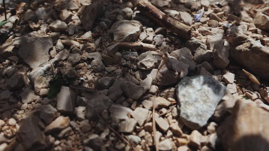 Ants crawl over rocky ground
