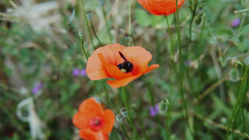 A bee flies off the orange flower