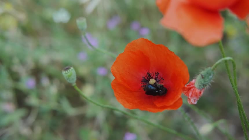 Insect eats from the middle of a flower