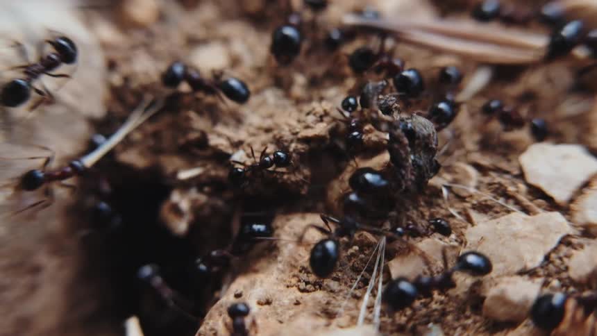 Ants are carrying stuff back to their home