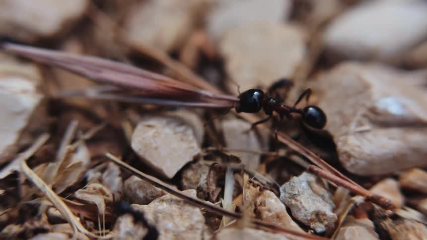 Ants crawl over rocky ground